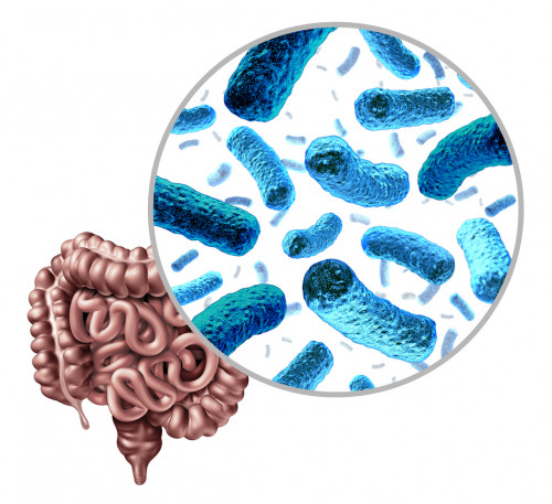 Bacteria in the intestine as gut probiotic bacterium inside small intestine and digestive microflora