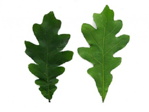 There are a variety of herbs using Natural Remedies for Granuloma Annulare that can treat skin issues such as oak leaf extract which has healing properties for the skin... https://teletype.in/@naturalherbsclinic/natural-remedies-for-granuloma-annulare