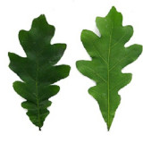 oak-leaf