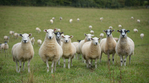 Real Country knows that sheep can be classified as creatures that are hardy because they have the ability to fight against various diseases. However, this does not mean that sheep rearing should be taken lightly because the truth is that there are some tips that you need to follow to become successful with sheep shearing NZ. As a matter of fact, there are even people who just want to raise sheep as pets. By deciding on this particular method from the beginning, you will save yourself from wasting a lot of time and as well as money.

Aside from knowing what type of sheep you want to raise, it is also very important for you to think about the exact number of animals that you want to have in your own farm. You will have a better chance of deciding about this if you take into consideration the overall size of the land that you want to use to raise them; in relation to the size of your land, always make sure that the sheep will not be too crowded in one location to ensure that sheep rearing would really be possible comfort that they need to be able to live and reproduce easily.

https://www.realcountry.co.nz/